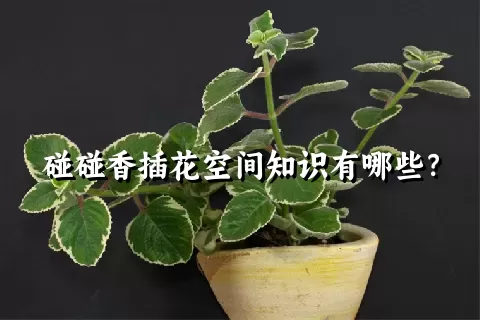 碰碰香插花空间知识有哪些？