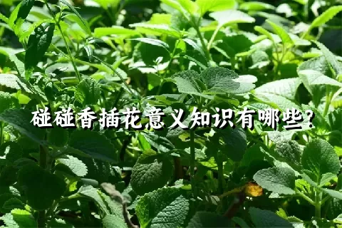 碰碰香插花意义知识有哪些？