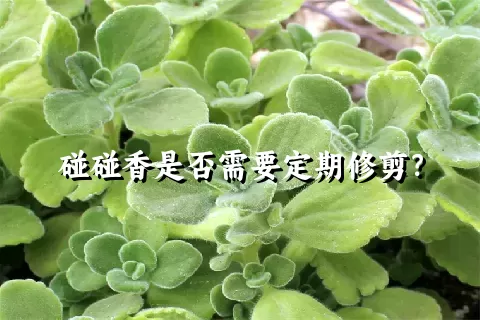 碰碰香是否需要定期修剪？