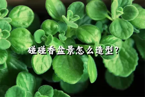 碰碰香盆景怎么造型？