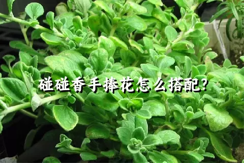 碰碰香手捧花怎么搭配？