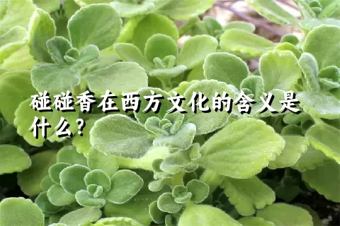 碰碰香在西方文化的含义是什么？