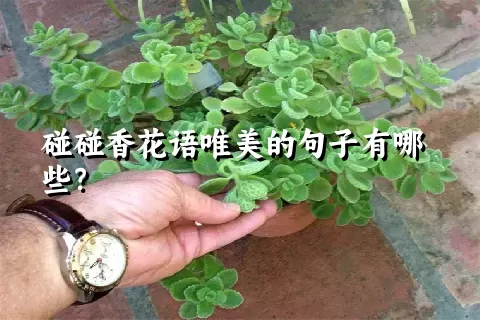 碰碰香花语唯美的句子有哪些？