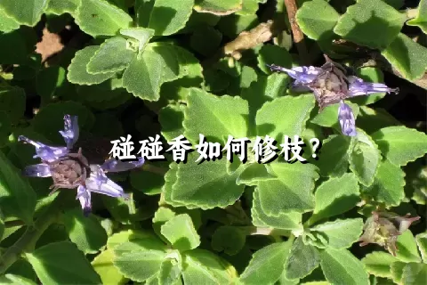 碰碰香如何修枝？