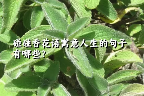 碰碰香花语寓意人生的句子有哪些？