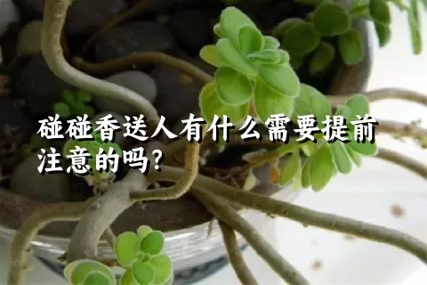 碰碰香送人有什么需要提前注意的吗？