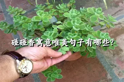 碰碰香寓意唯美句子有哪些？