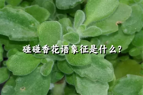 碰碰香花语象征是什么？