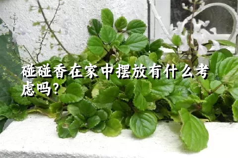 碰碰香在家中摆放有什么考虑吗？