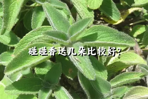 碰碰香送几朵比较好？