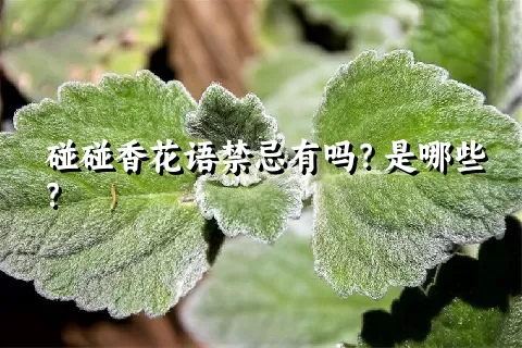 碰碰香花语禁忌有吗？是哪些？