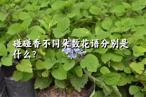 碰碰香不同朵数花语分别是什么？