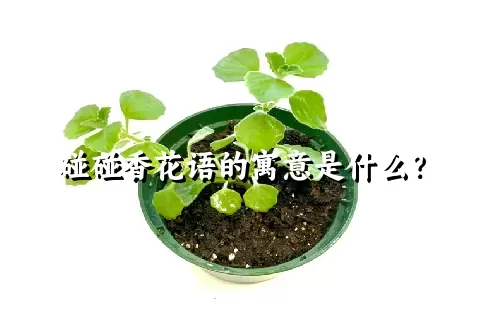 碰碰香花语的寓意是什么？