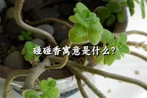 碰碰香寓意是什么？