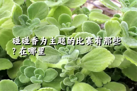 碰碰香为主题的比赛有那些？在哪里