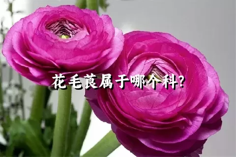 花毛莨属于哪个科？