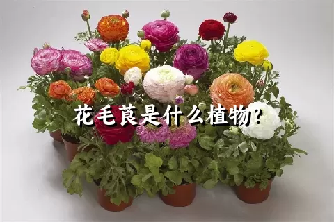 花毛莨是什么植物？