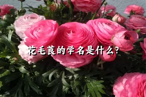 花毛莨的学名是什么？