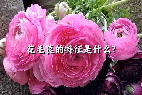 花毛莨的特征是什么？