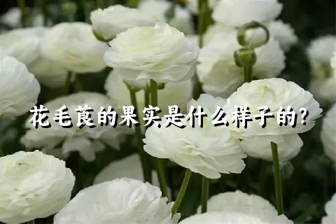 花毛莨的果实是什么样子的？