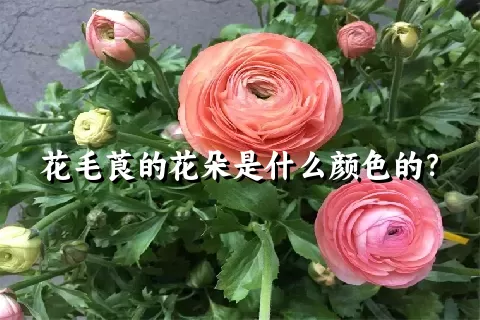 花毛莨的花朵是什么颜色的？