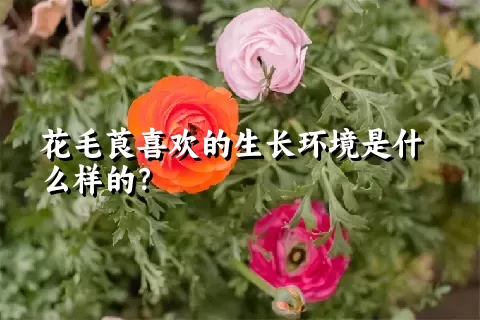 花毛莨喜欢的生长环境是什么样的？