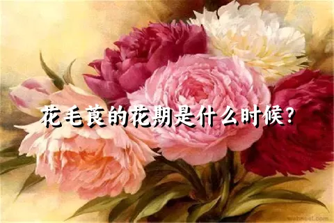 花毛莨的花期是什么时候？