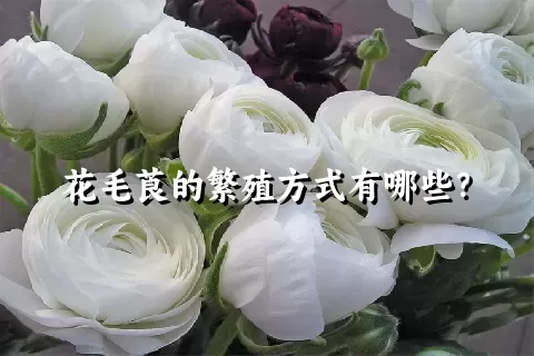 花毛莨的繁殖方式有哪些？