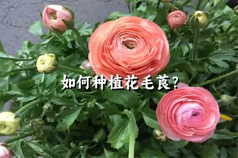 如何种植花毛莨？