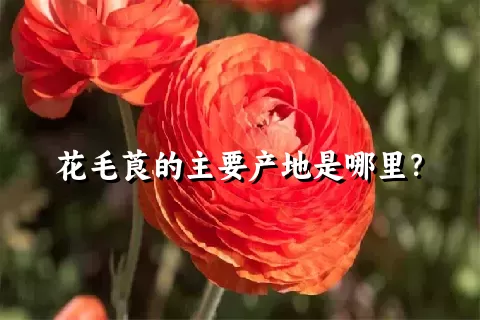 花毛莨的主要产地是哪里？