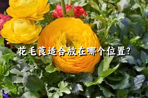 花毛莨适合放在哪个位置？