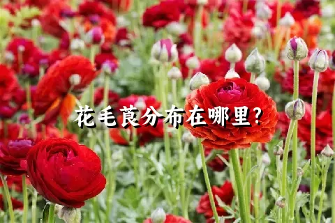 花毛莨分布在哪里?