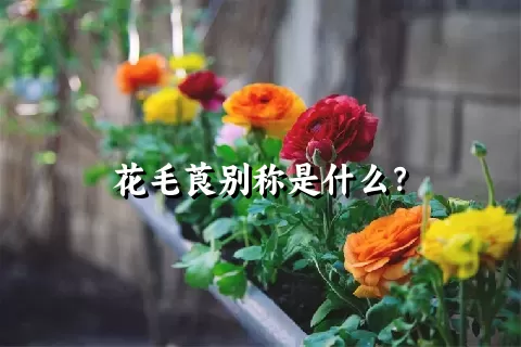 花毛莨别称是什么？