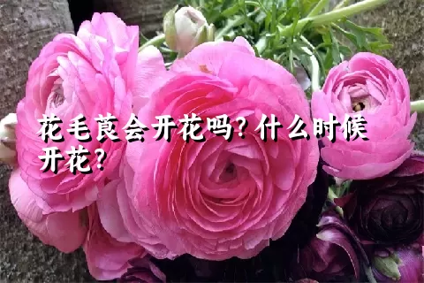 花毛莨会开花吗？什么时候开花？