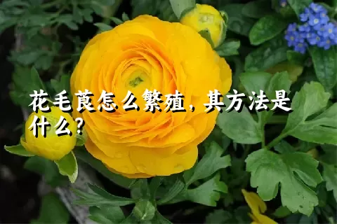 花毛莨怎么繁殖，其方法是什么？