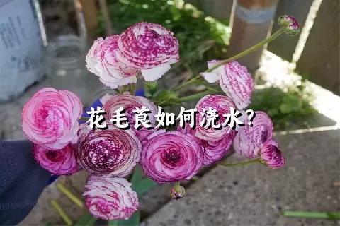 花毛莨如何浇水？