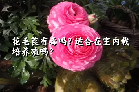 花毛莨有毒吗？适合在室内栽培养殖吗？