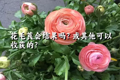 花毛莨会结果吗？或其他可以收获的？