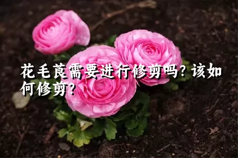 花毛莨需要进行修剪吗？该如何修剪？