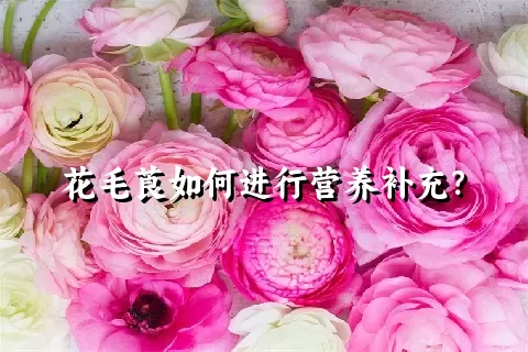 花毛莨如何进行营养补充？