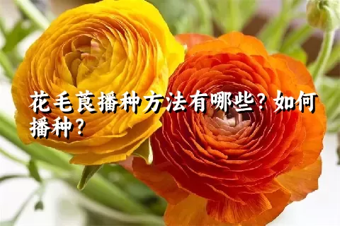 花毛莨播种方法有哪些？如何播种？