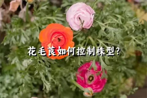 花毛莨如何控制株型？