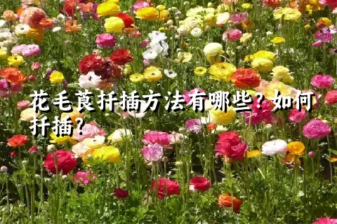 花毛莨扦插方法有哪些？如何扦插？