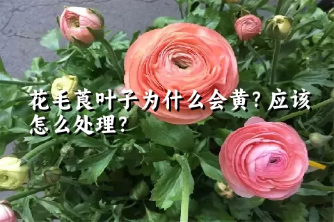 花毛莨叶子为什么会黄？应该怎么处理？