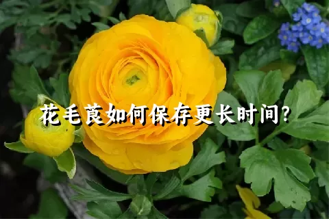 花毛莨如何保存更长时间？