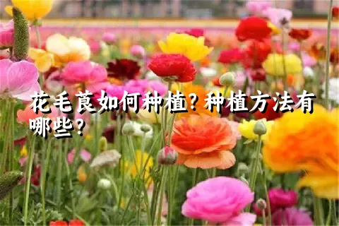 花毛莨如何种植？种植方法有哪些？