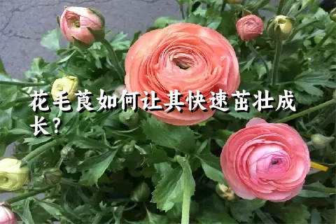 花毛莨如何让其快速茁壮成长？