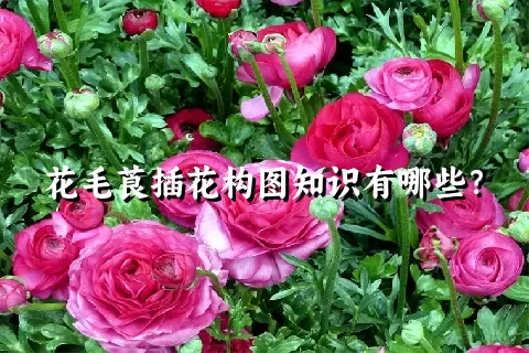 花毛莨插花构图知识有哪些？