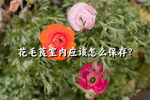 花毛莨室内应该怎么保存？