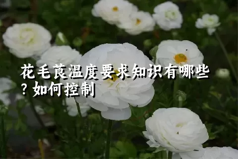 花毛莨温度要求知识有哪些？如何控制